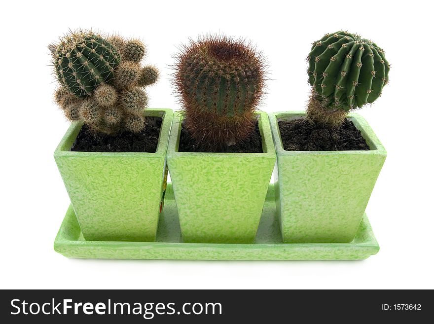 Three different cactuses in pots over white background