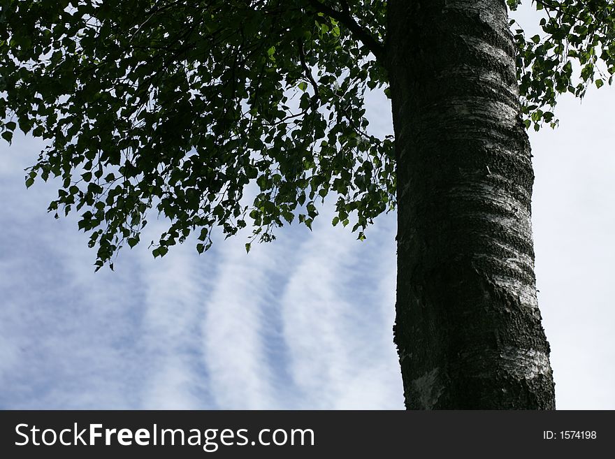 Forest , closeup on trees branches fronting a blue sky with nice cloud formation. Forest , closeup on trees branches fronting a blue sky with nice cloud formation