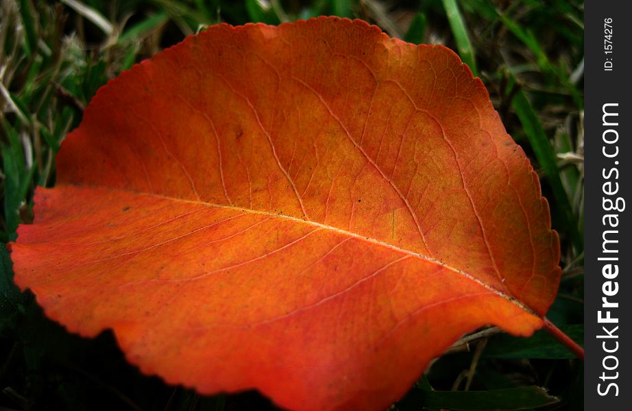 An orange leaf in the grass