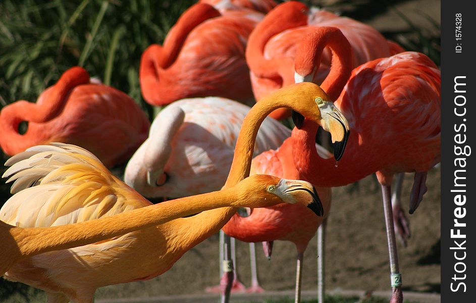 Two flamingos trying to blend into the crowd. Two flamingos trying to blend into the crowd.