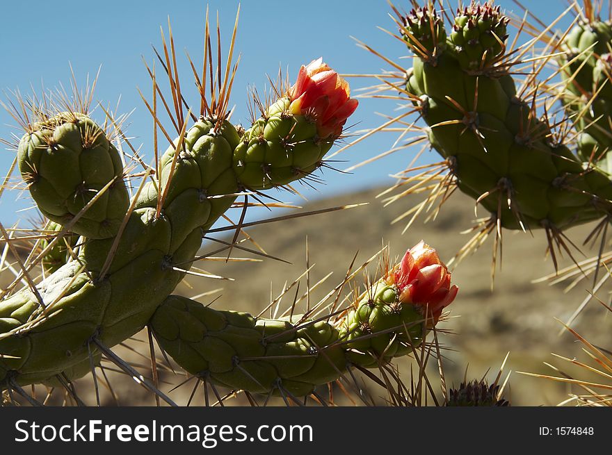 Cactus red flowers in Andes. Cactus red flowers in Andes