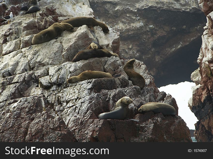 Sea lions overlies on stone