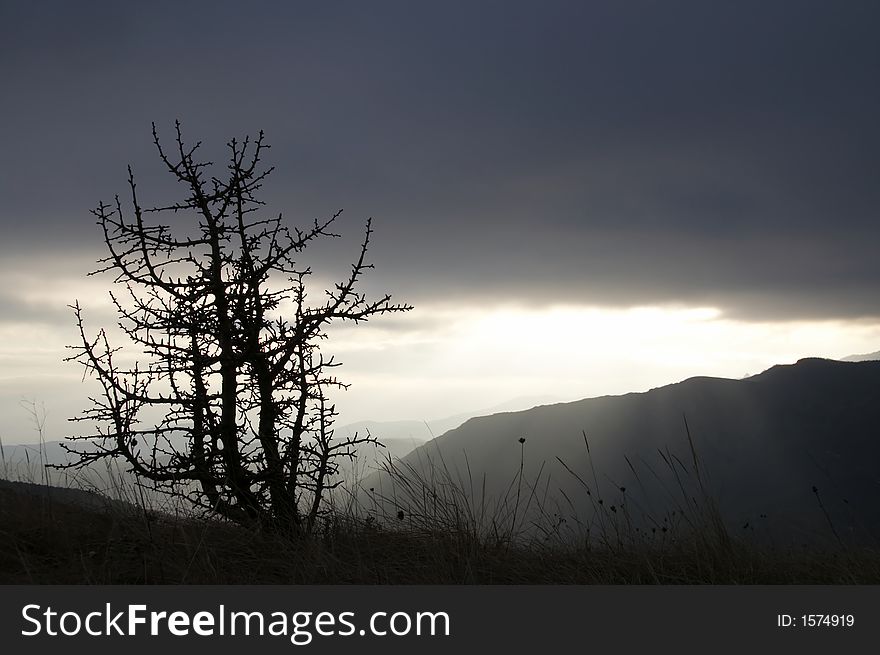 Tree silhouette in Crimea mountain for autumn. Tree silhouette in Crimea mountain for autumn