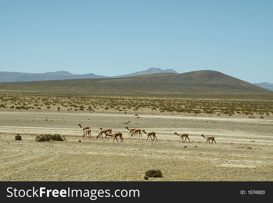 Alpacas pasture on the Andes in Peru. Alpacas pasture on the Andes in Peru