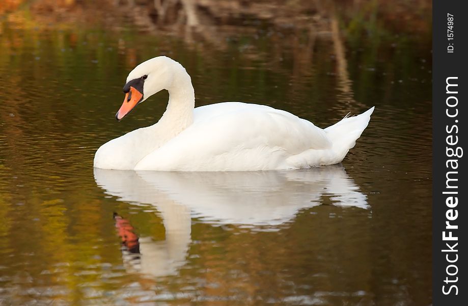 Alone swan