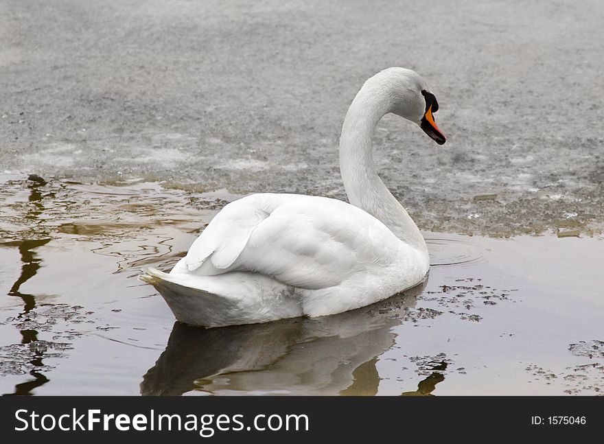 Lonely white swan in a winter conditions. Lonely white swan in a winter conditions