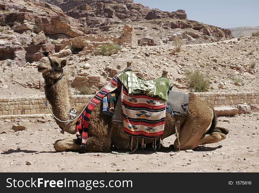 Camel in Petra, Jordan, Middle East. Camel in Petra, Jordan, Middle East