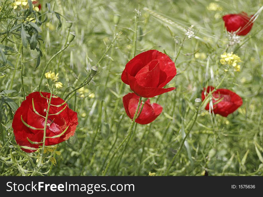 Red poppies on the field