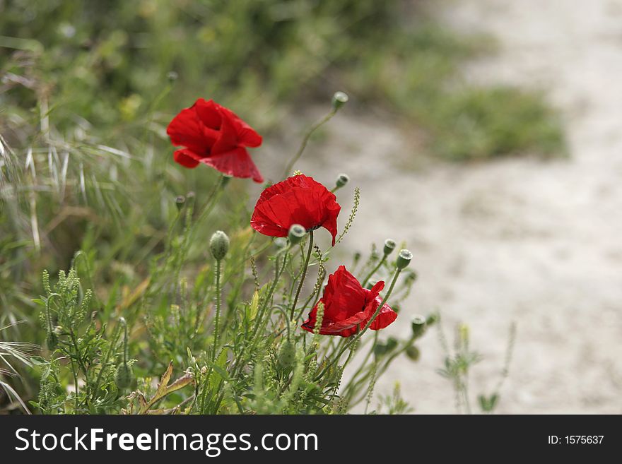 Red poppies on the field