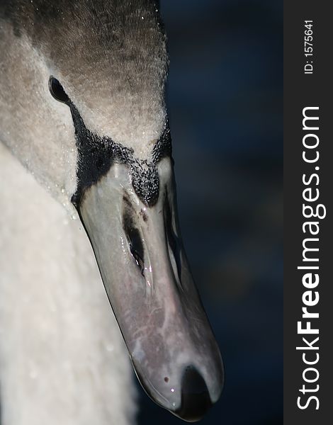 Close up of a Cygnet on Lake windermere