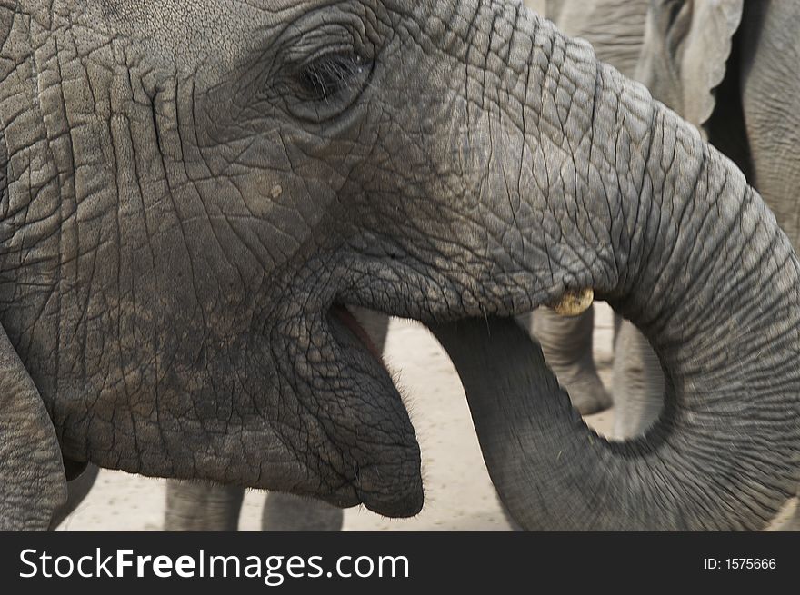 Africa Elephants (Loxodonta africana) at Tsitsikamma indigenous forest, South Africa
