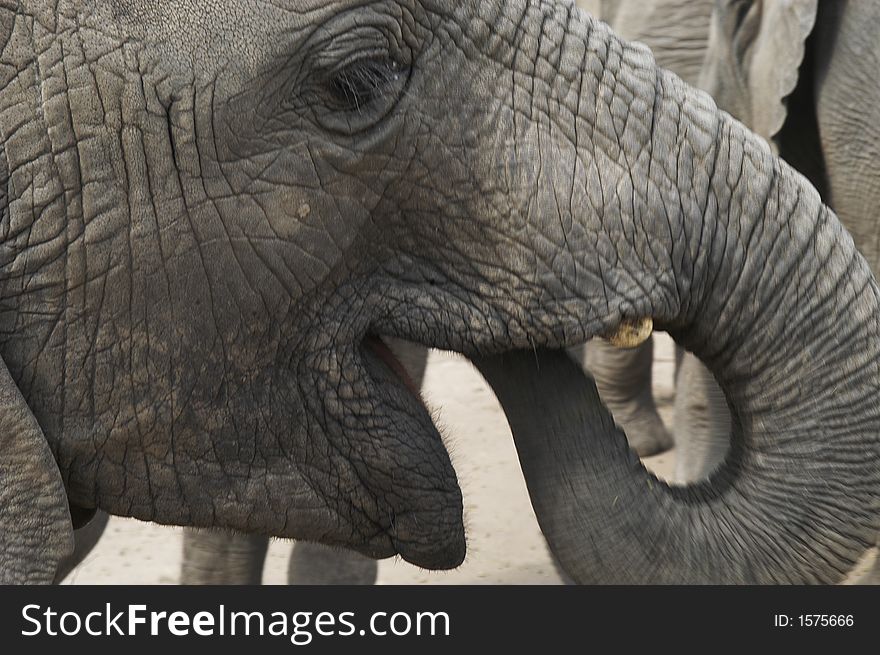 Africa Elephants (Loxodonta Africana)