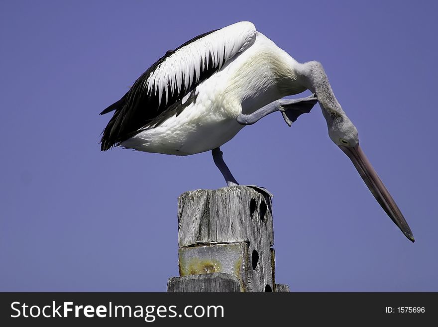 Pelican sat on a marine post sydney. Pelican sat on a marine post sydney