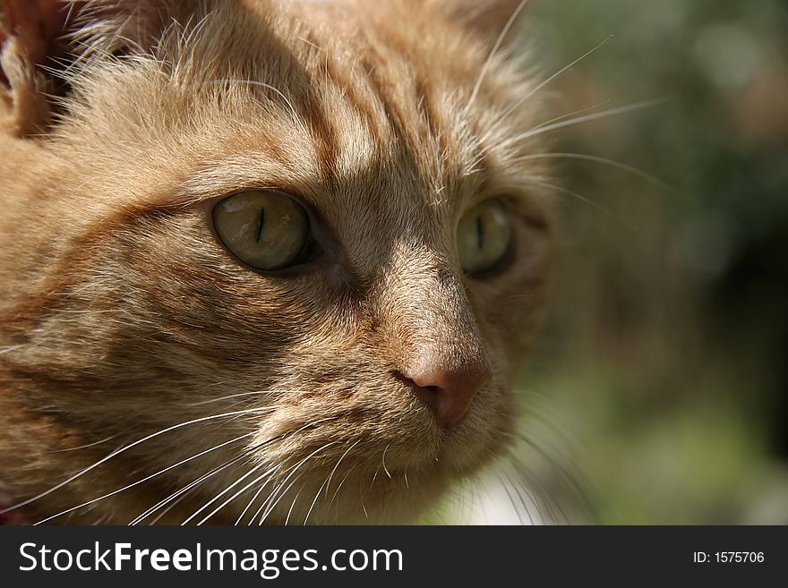 Close up of a ginger cat