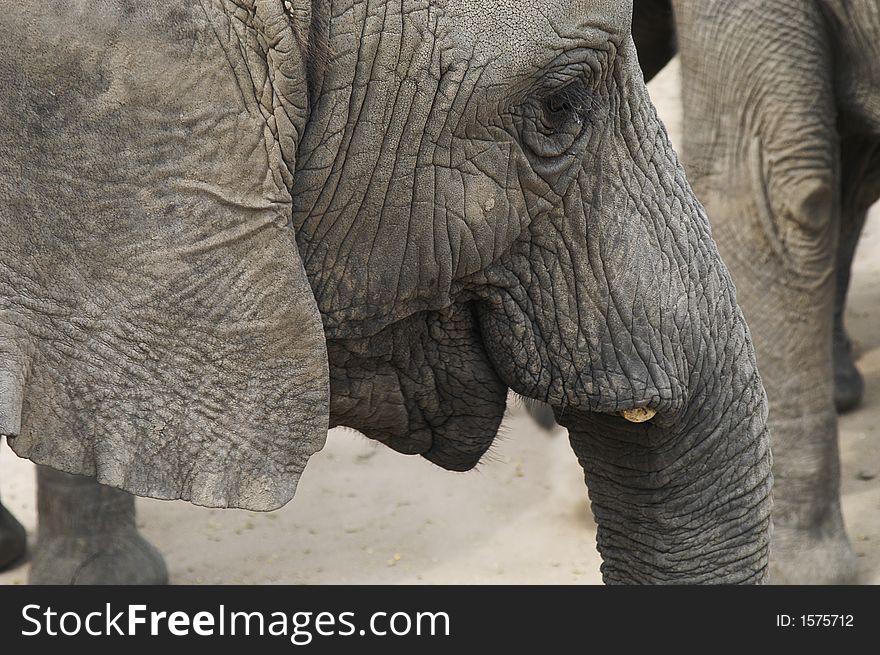 Africa Elephant (Loxodonta africana) in indigenous forest