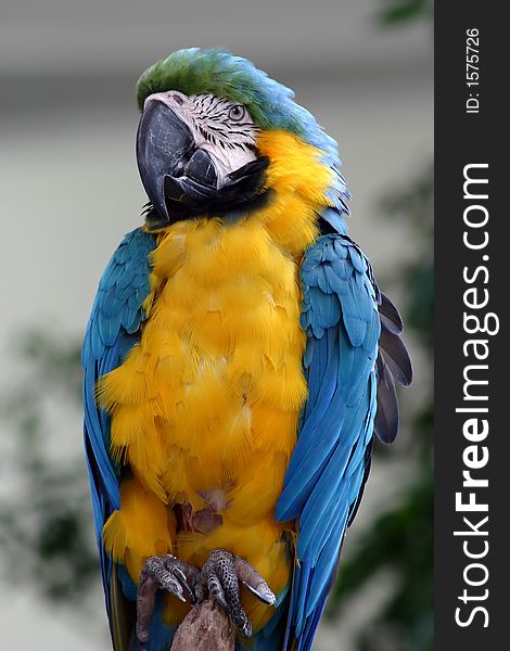 Closeup of a colorful macaw. Closeup of a colorful macaw