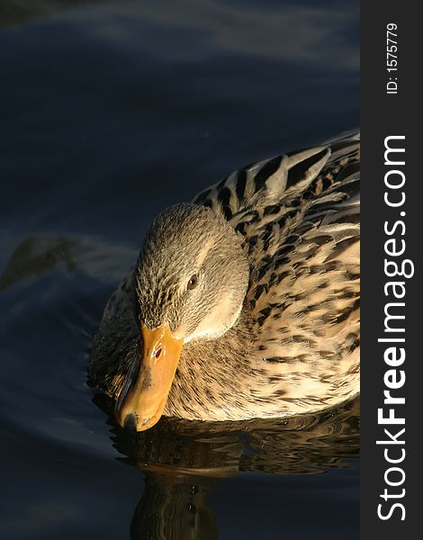 Female Mallard duck on water