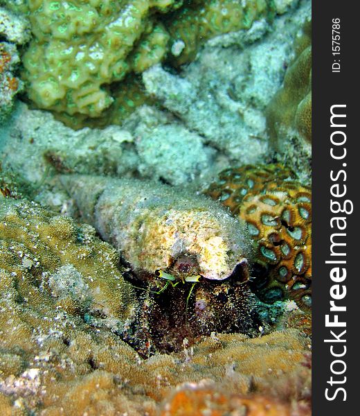 Crawling slowly on the sea bed looking for food. Crawling slowly on the sea bed looking for food