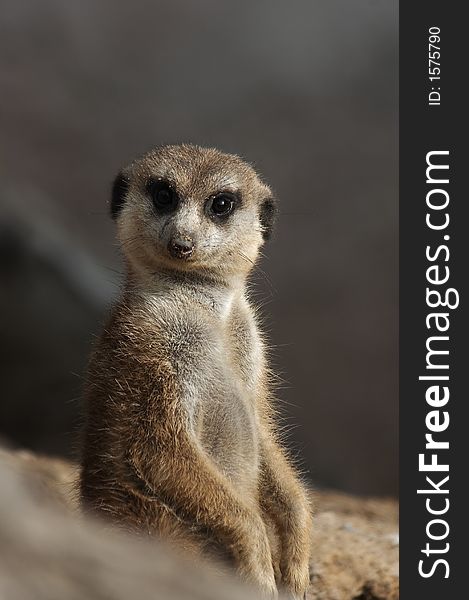 A nice meerkat is watching you