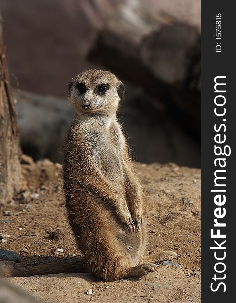 A nice meerkat is watching you