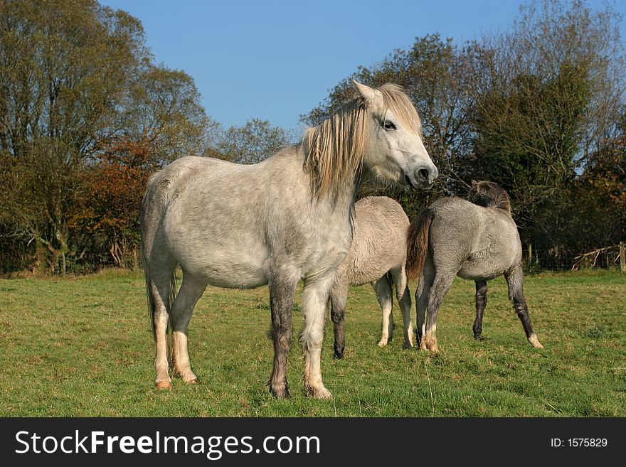 White and grey horse standing  in a field in Autumn with two other horses partly in view. White and grey horse standing  in a field in Autumn with two other horses partly in view.