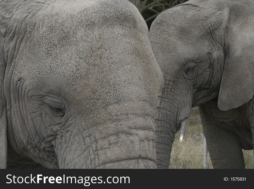 Knysna Elephants at Tsitsikamma indigenous forest, South Africa