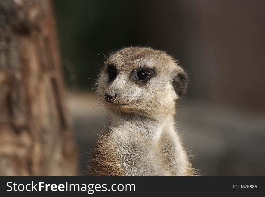 A nice meerkat is watching you