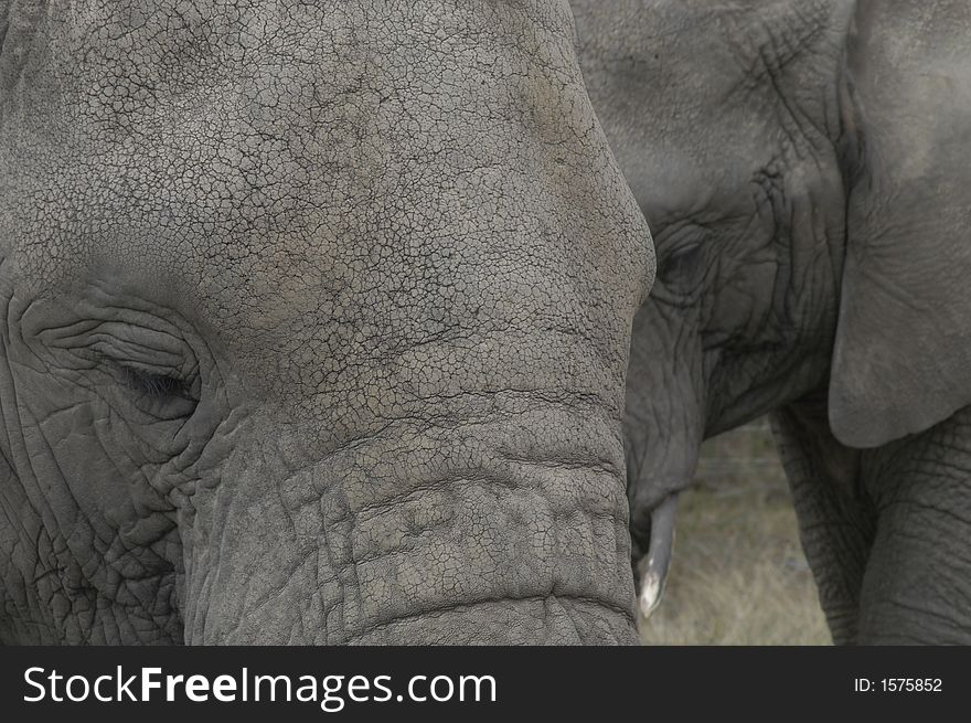 Knysna Elephants at Tsitsikamma indigenous forest, South Africa