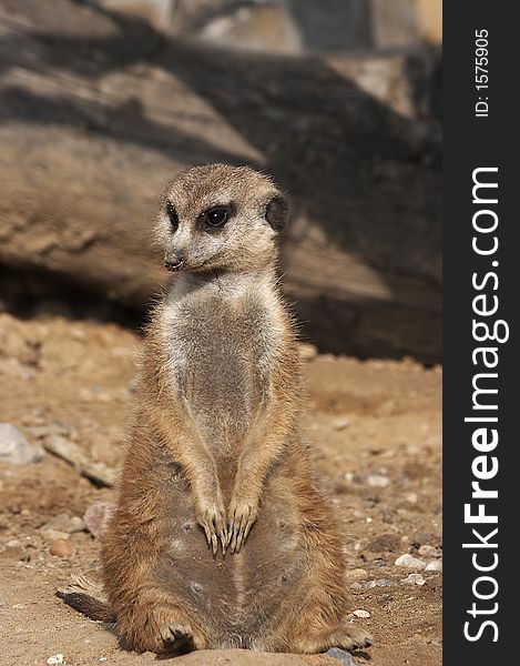 A nice meerkat is watching you
