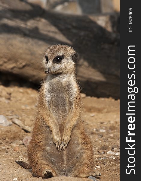 Meerkat