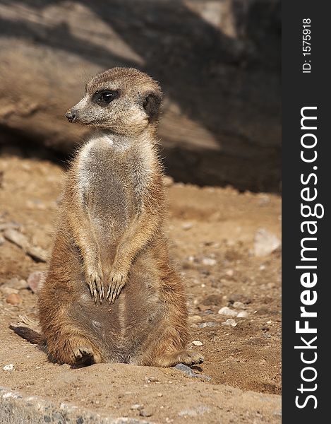 A nice meerkat is watching you