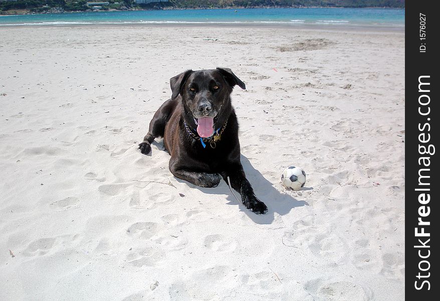 Dog on the beach, Hout Bay, Cape Town. Dog on the beach, Hout Bay, Cape Town