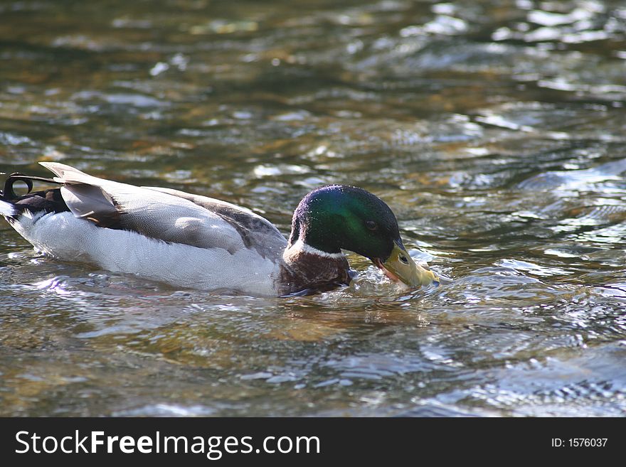 Duck swimming against the river's current taking a drink of water. Duck swimming against the river's current taking a drink of water