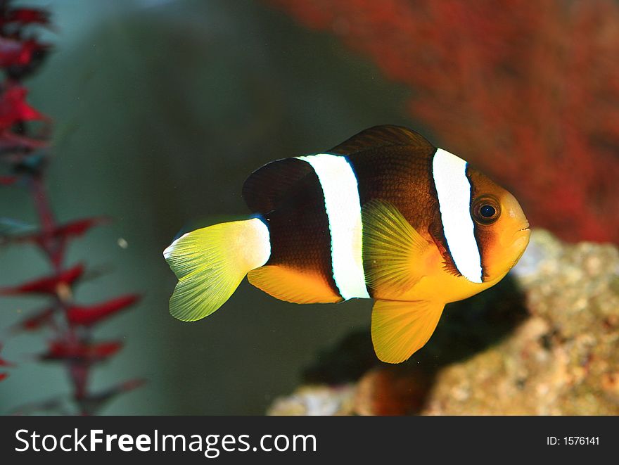 Salt water tropical fish in aquarium