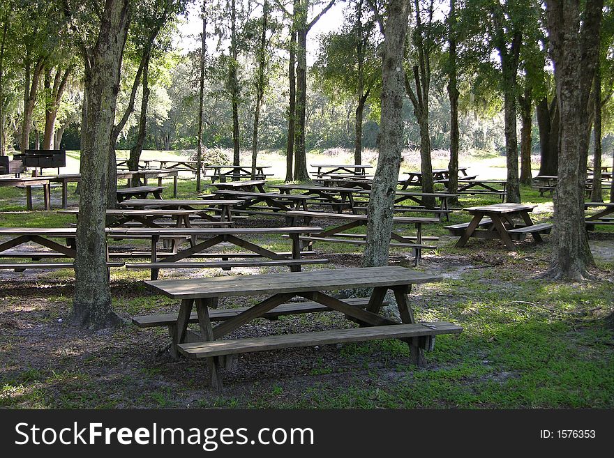 Many picnic tables under pine trees
