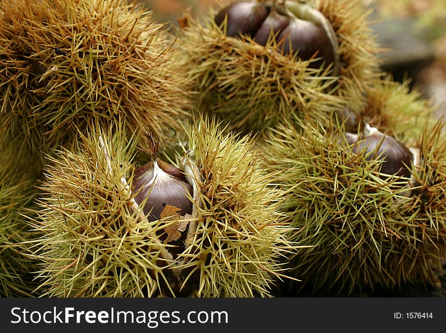 Close up of the chestnuts