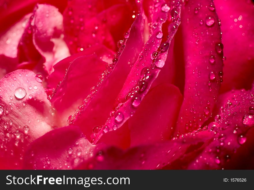 Wet rose with drops on. Wet rose with drops on