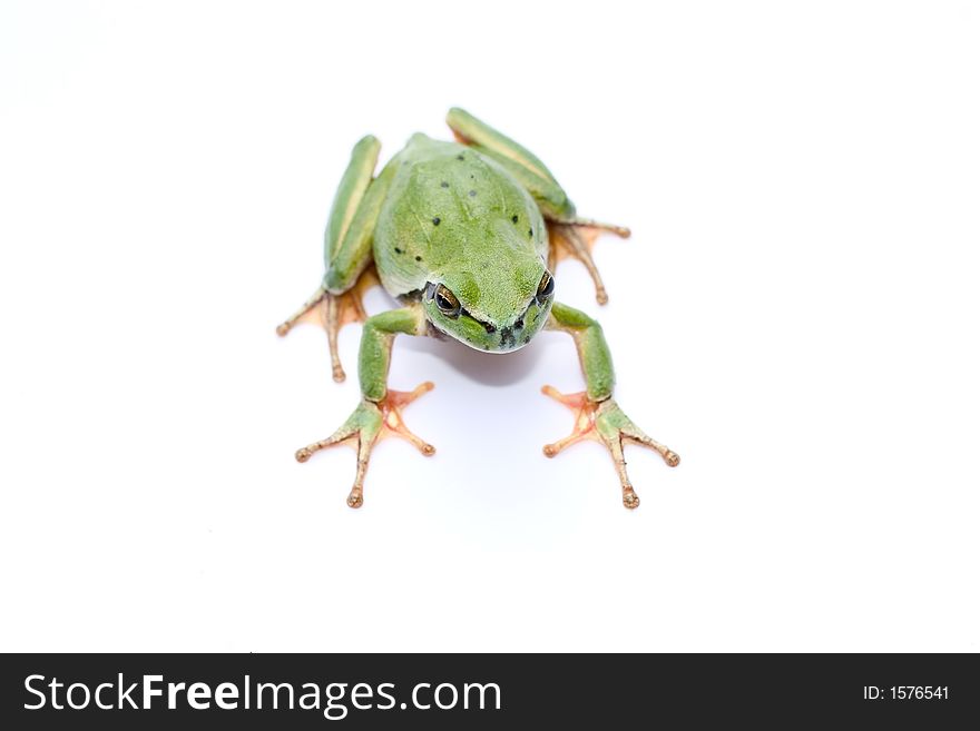 Green frog on a white background. Green frog on a white background