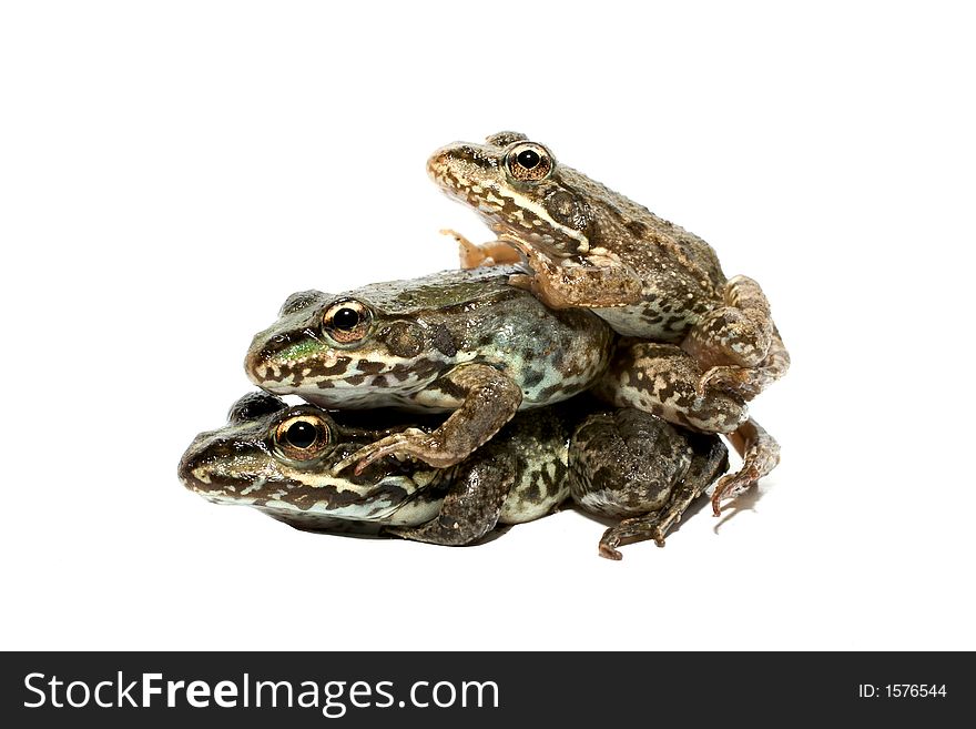 Three frog brothers on a white background