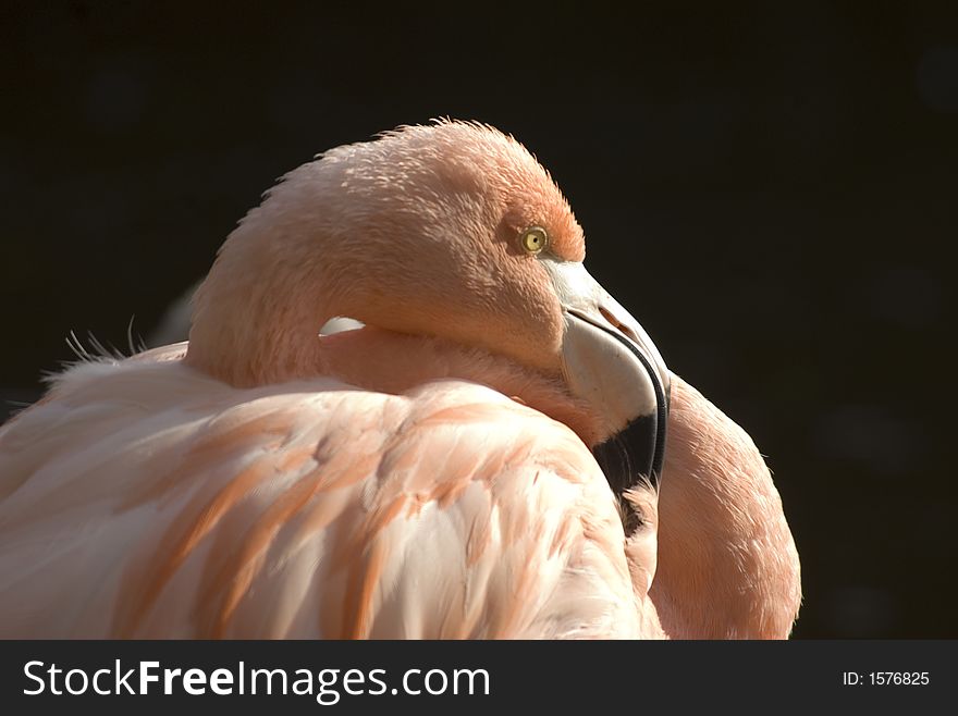 Backlit shot of a flamingo head.