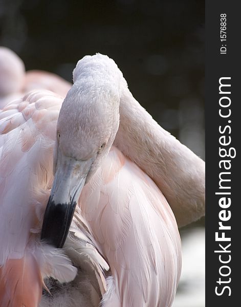 Flamingo preening his wing feathers.