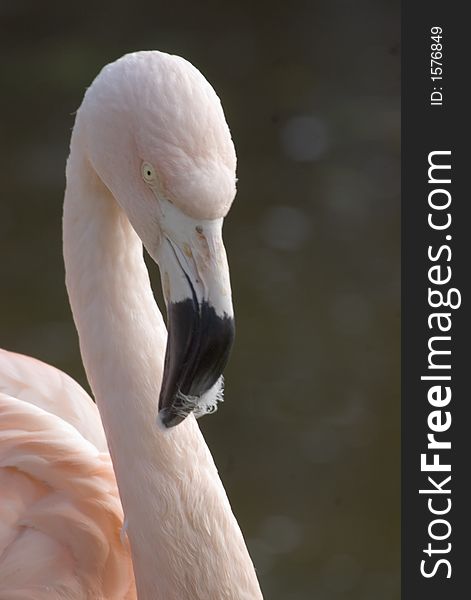 Back lit picture of a flamingo neck and head.