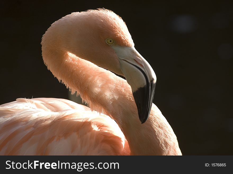 Backlit head nad neck of a Flamingo. Backlit head nad neck of a Flamingo.