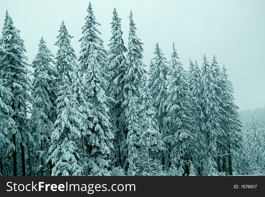 Pine trees covered in snow along a mountainside. Pine trees covered in snow along a mountainside