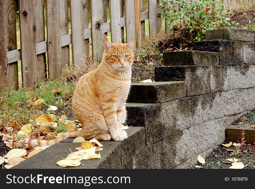 Orange tabby cat sitting in cement retaining wall outside. Orange tabby cat sitting in cement retaining wall outside