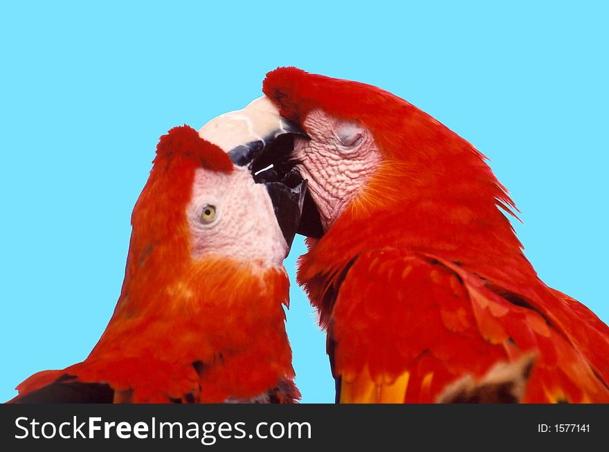 Two parrots in love, Kissing, Kissing, Kissing. Two parrots in love, Kissing, Kissing, Kissing.