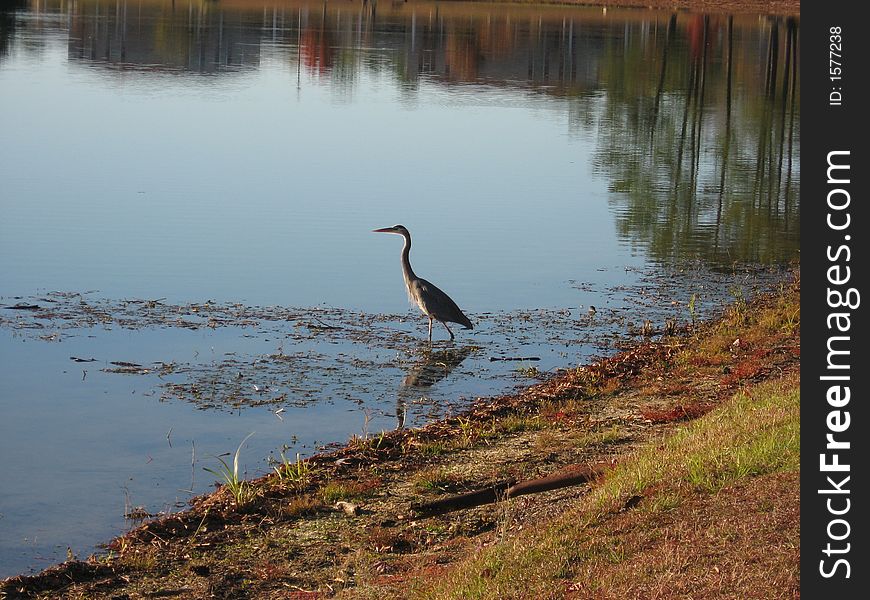 Here is a picture of a crane walking into the local pond. Here is a picture of a crane walking into the local pond