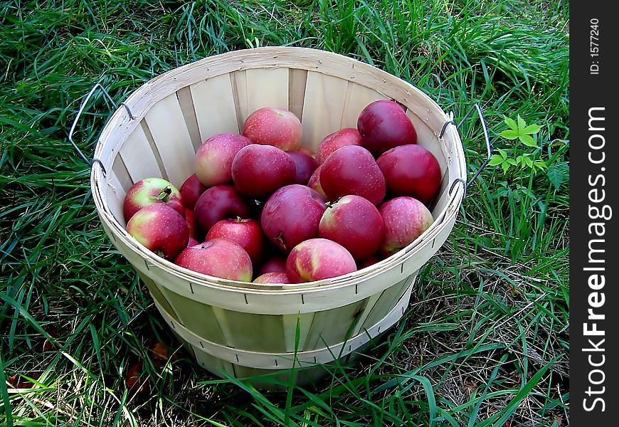 A barrel with red apples on the ground in farm. A barrel with red apples on the ground in farm