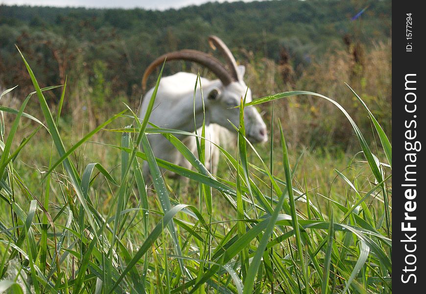 Grass with a goat on background