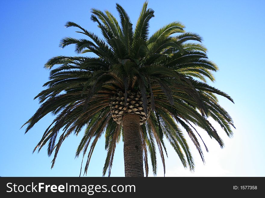 Palm tree on a bright blue sky